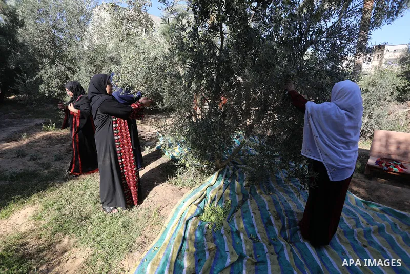 Palestinian women wear traditional dresses, as they pick olives during the harvest season, in Nuseirat camp in the central Gaza Strip, on 24 October 2021. Olive trees perform a crucial historical and cultural role in the...