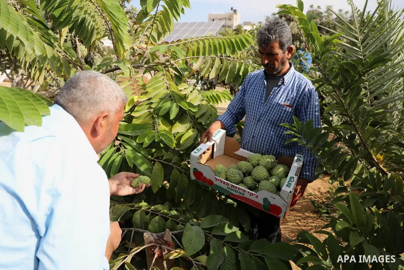 Palestinian farmer Ramadan Ishtawy, 56, picks custard-apple, or Sugar-apple (Annona squamosa) at his farm during harvest season in Gaza city on October 30, 2021. Annona squamosa is the most widely grown Annona spp., and...