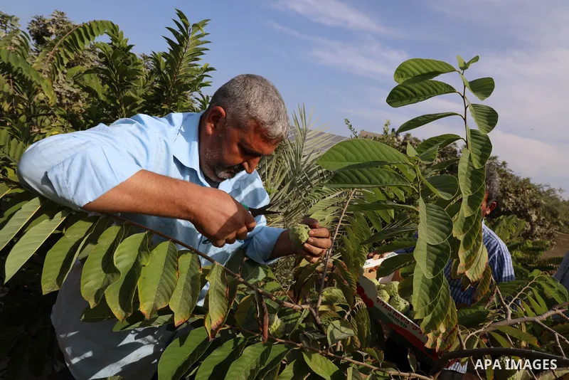 Palestinian farmer Ramadan Ishtawy, 56, picks custard-apple, or Sugar-apple (Annona squamosa) at his farm during harvest season in Gaza city on October 30, 2021. Annona squamosa is the most widely grown Annona spp., and...