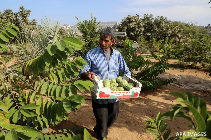 A Palestinian farmer picks custard-apple, or Sugar-apple (Annona squamosa) at his farm during harvest season in Gaza city on October 30, 2021. Annona squamosa is the most widely grown Annona spp., and this small tropical...