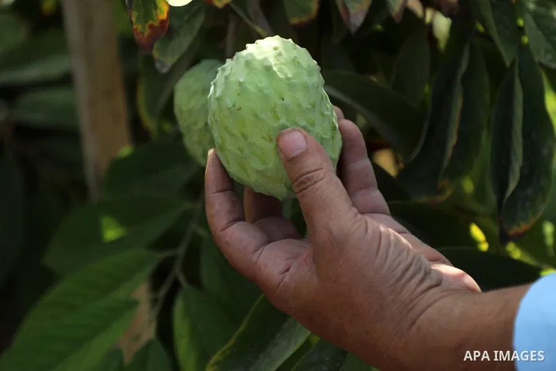Palestinian farmer Ramadan Ishtawy, 56, picks custard-apple, or Sugar-apple (Annona squamosa) at his farm during harvest season in Gaza city on October 30, 2021. Annona squamosa is the most widely grown Annona spp., and...