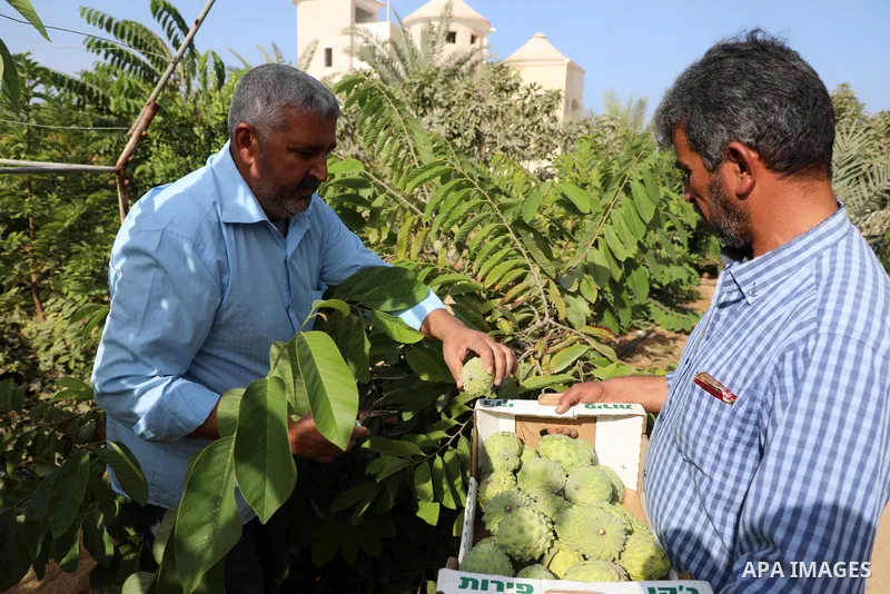 Palestinian farmer Ramadan Ishtawy, 56, picks custard-apple, or Sugar-apple (Annona squamosa) at his farm during harvest season in Gaza city on October 30, 2021. Annona squamosa is the most widely grown Annona spp., and...
