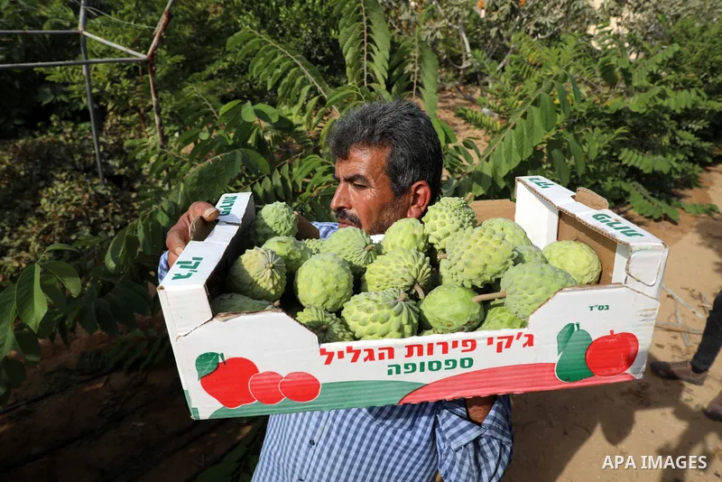 A Palestinian farmer picks custard-apple, or Sugar-apple (Annona squamosa) at his farm during harvest season in Gaza city on October 30, 2021. Annona squamosa is the most widely grown Annona spp., and this small tropical...