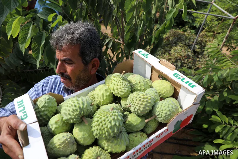 A Palestinian farmer picks custard-apple, or Sugar-apple (Annona squamosa) at his farm during harvest season in Gaza city on October 30, 2021. Annona squamosa is the most widely grown Annona spp., and this small tropical...