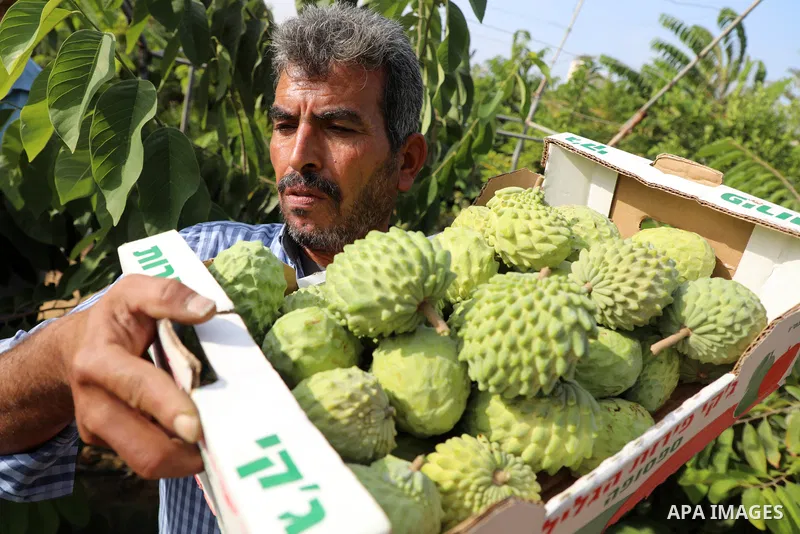 A Palestinian farmer picks custard-apple, or Sugar-apple (Annona squamosa) at his farm during harvest season in Gaza city on October 30, 2021. Annona squamosa is the most widely grown Annona spp., and this small tropical...