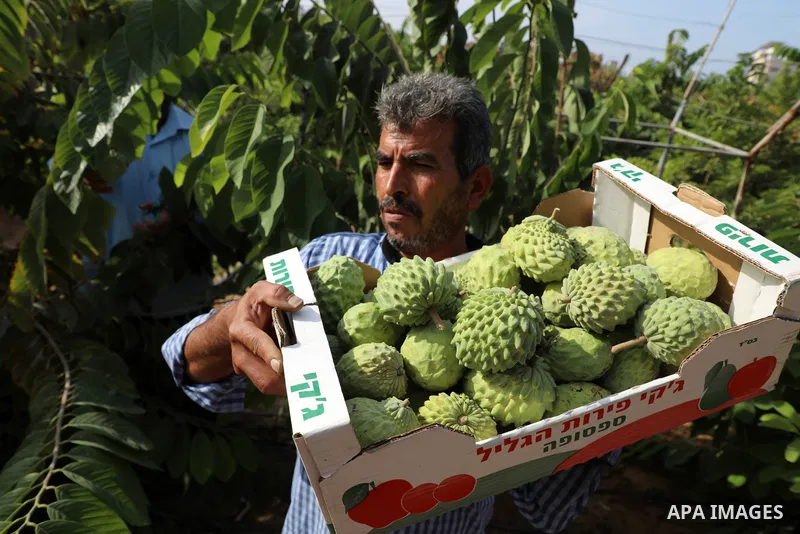 A Palestinian farmer picks custard-apple, or Sugar-apple (Annona squamosa) at his farm during harvest season in Gaza city on October 30, 2021. Annona squamosa is the most widely grown Annona spp., and this small tropical...