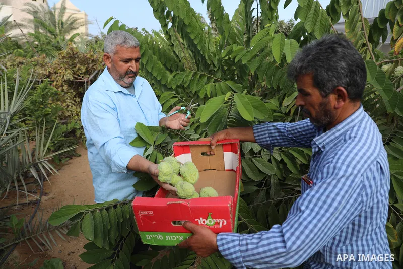 Palestinian farmer Ramadan Ishtawy, 56, picks custard-apple, or Sugar-apple (Annona squamosa) at his farm during harvest season in Gaza city on October 30, 2021. Annona squamosa is the most widely grown Annona spp., and...