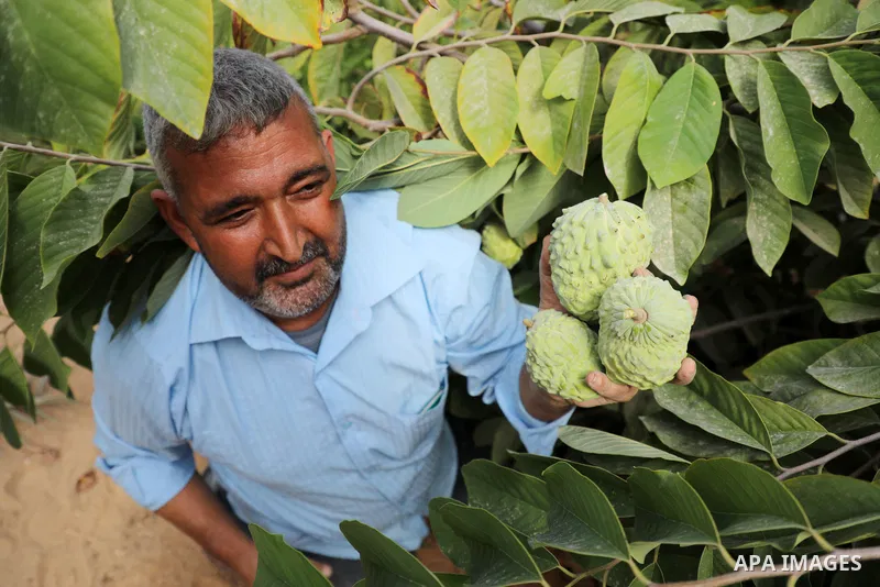 Palestinian farmer Ramadan Ishtawy, 56, picks custard-apple, or Sugar-apple (Annona squamosa) at his farm during harvest season in Gaza city on October 30, 2021. Annona squamosa is the most widely grown Annona spp., and...