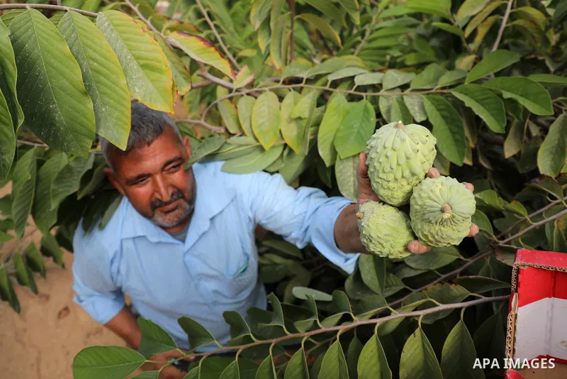 Palestinian farmer Ramadan Ishtawy, 56, picks custard-apple, or Sugar-apple (Annona squamosa) at his farm during harvest season in Gaza city on October 30, 2021. Annona squamosa is the most widely grown Annona spp., and...
