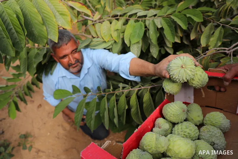 Palestinian farmer Ramadan Ishtawy, 56, picks custard-apple, or Sugar-apple (Annona squamosa) at his farm during harvest season in Gaza city on October 30, 2021. Annona squamosa is the most widely grown Annona spp., and...