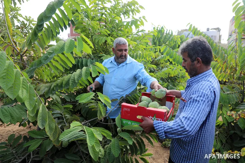 Palestinian farmer Ramadan Ishtawy, 56, picks custard-apple, or Sugar-apple (Annona squamosa) at his farm during harvest season in Gaza city on October 30, 2021. Annona squamosa is the most widely grown Annona spp., and...