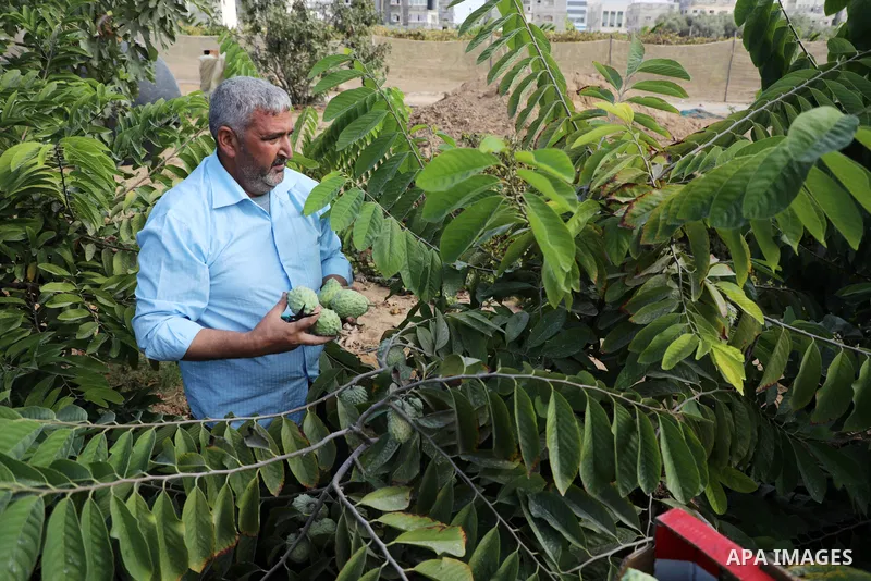 Palestinian farmer Ramadan Ishtawy, 56, picks custard-apple, or Sugar-apple (Annona squamosa) at his farm during harvest season in Gaza city on October 30, 2021. Annona squamosa is the most widely grown Annona spp., and...