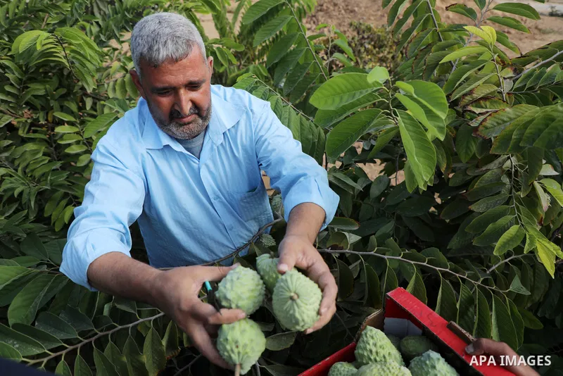 Palestinian farmer Ramadan Ishtawy, 56, picks custard-apple, or Sugar-apple (Annona squamosa) at his farm during harvest season in Gaza city on October 30, 2021. Annona squamosa is the most widely grown Annona spp., and...