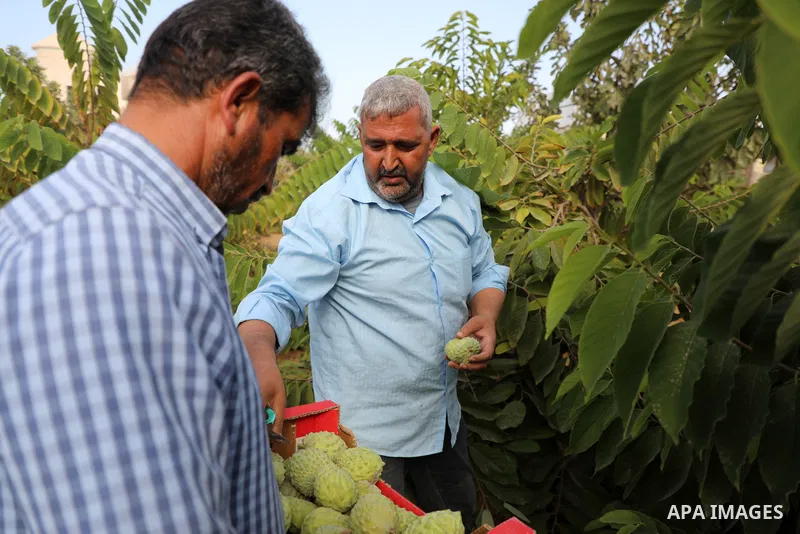 Palestinian farmer Ramadan Ishtawy, 56, picks custard-apple, or Sugar-apple (Annona squamosa) at his farm during harvest season in Gaza city on October 30, 2021. Annona squamosa is the most widely grown Annona spp., and...