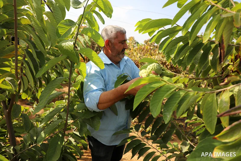 Palestinian farmer Ramadan Ishtawy, 56, picks custard-apple, or Sugar-apple (Annona squamosa) at his farm during harvest season in Gaza city on October 30, 2021. Annona squamosa is the most widely grown Annona spp., and...