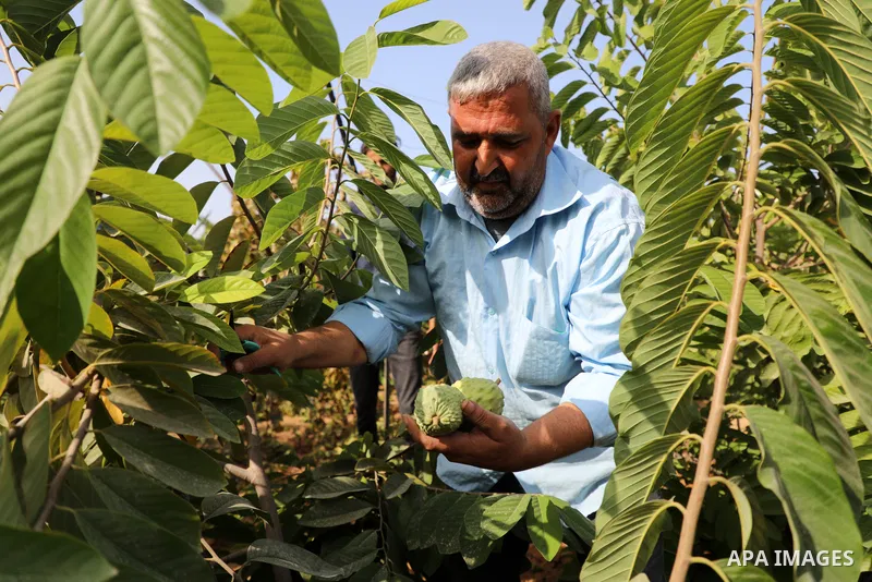 Palestinian farmer Ramadan Ishtawy, 56, picks custard-apple, or Sugar-apple (Annona squamosa) at his farm during harvest season in Gaza city on October 30, 2021. Annona squamosa is the most widely grown Annona spp., and...
