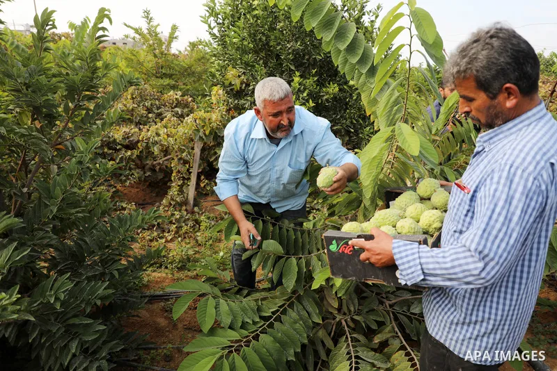 Palestinian farmer Ramadan Ishtawy, 56, picks custard-apple, or Sugar-apple (Annona squamosa) at his farm during harvest season in Gaza city on October 30, 2021. Annona squamosa is the most widely grown Annona spp., and...