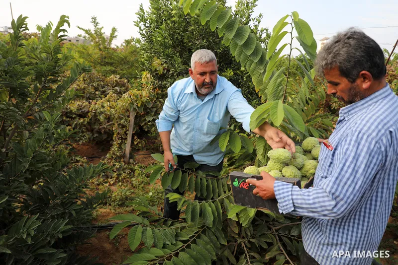 Palestinian farmer Ramadan Ishtawy, 56, picks custard-apple, or Sugar-apple (Annona squamosa) at his farm during harvest season in Gaza city on October 30, 2021. Annona squamosa is the most widely grown Annona spp., and...