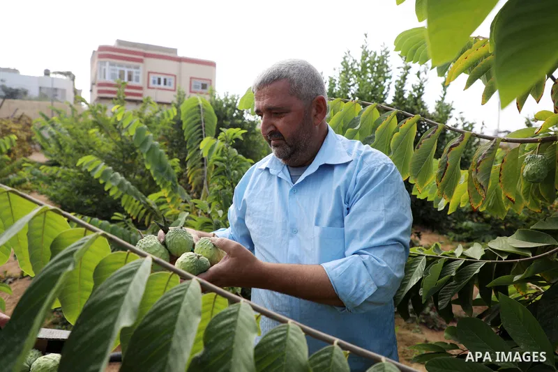 Palestinian farmer Ramadan Ishtawy, 56, picks custard-apple, or Sugar-apple (Annona squamosa) at his farm during harvest season in Gaza city on October 30, 2021. Annona squamosa is the most widely grown Annona spp., and...