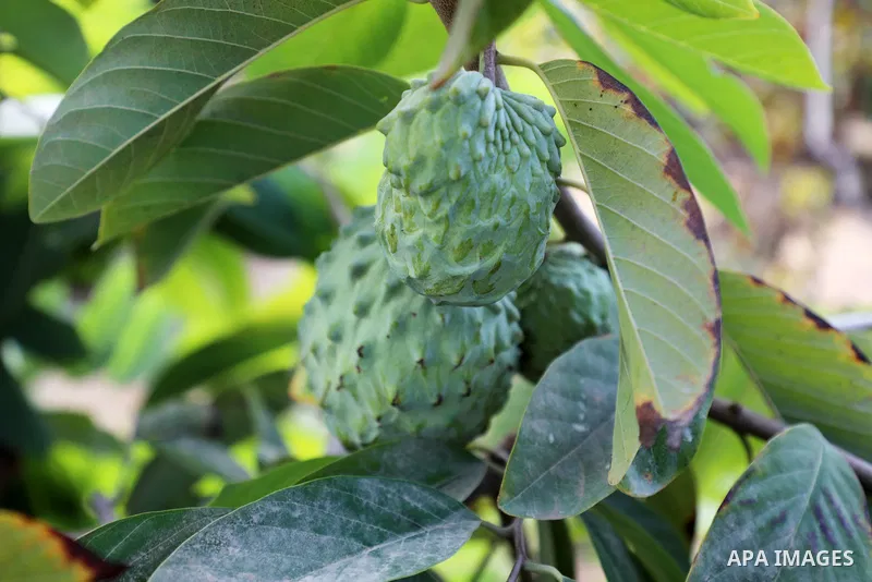 A picture shows custard-apple, or Sugar-apple (Annona squamosa) during harvest season in Gaza city on October 30, 2021. Annona squamosa is the most widely grown Annona spp., and this small tropical tree originated in the...