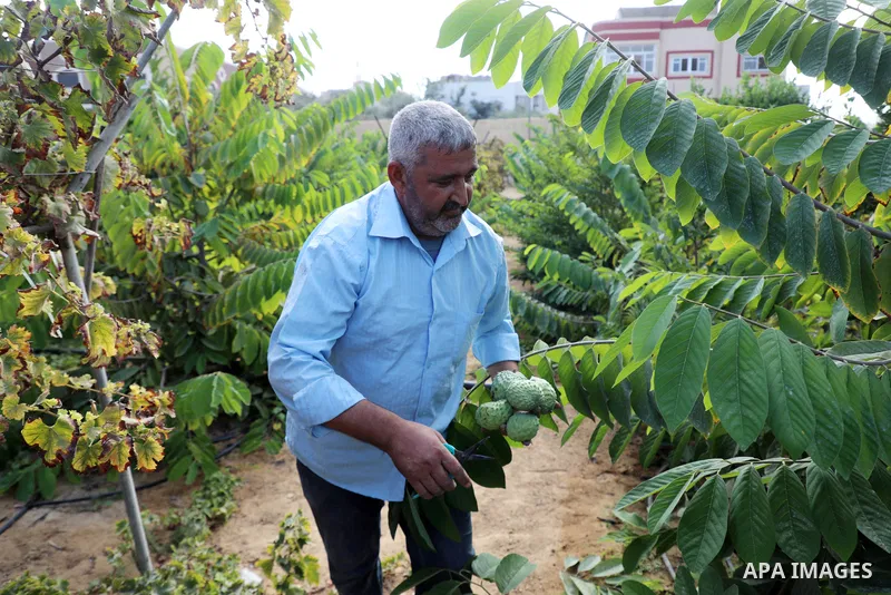 Palestinian farmer Ramadan Ishtawy, 56, picks custard-apple, or Sugar-apple (Annona squamosa) at his farm during harvest season in Gaza city on October 30, 2021. Annona squamosa is the most widely grown Annona spp., and...