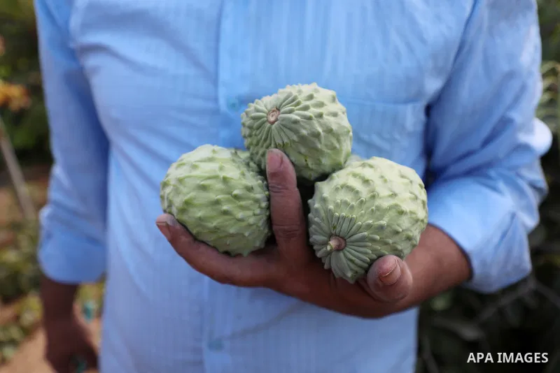 Palestinian farmer Ramadan Ishtawy, 56, picks custard-apple, or Sugar-apple (Annona squamosa) at his farm during harvest season in Gaza city on October 30, 2021. Annona squamosa is the most widely grown Annona spp., and...