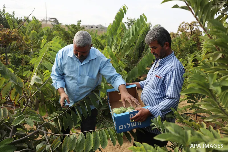 Palestinian farmer Ramadan Ishtawy, 56, picks custard-apple, or Sugar-apple (Annona squamosa) at his farm during harvest season in Gaza city on October 30, 2021. Annona squamosa is the most widely grown Annona spp., and...