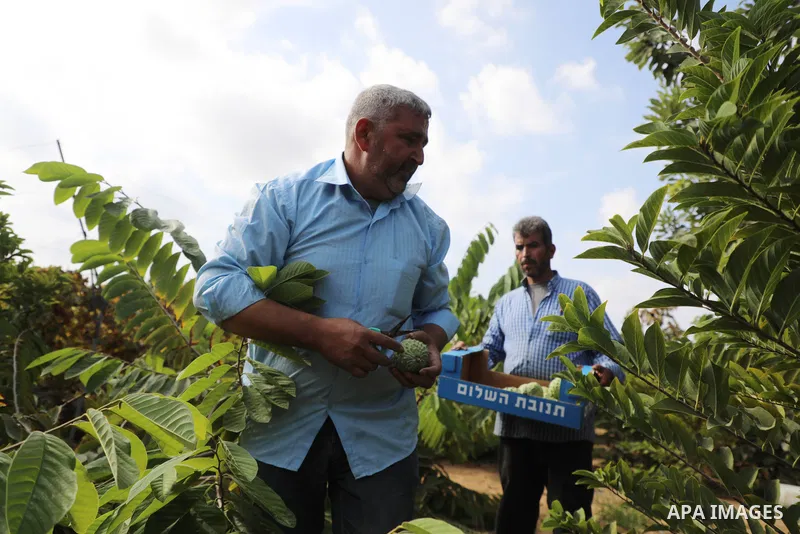 Palestinian farmer Ramadan Ishtawy, 56, picks custard-apple, or Sugar-apple (Annona squamosa) at his farm during harvest season in Gaza city on October 30, 2021. Annona squamosa is the most widely grown Annona spp., and...