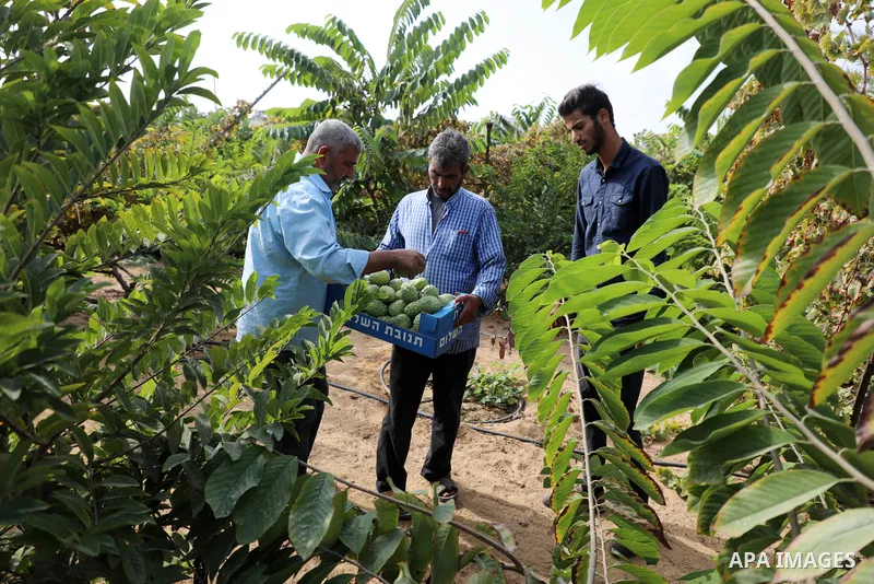 Palestinian farmer Ramadan Ishtawy, 56, picks custard-apple, or Sugar-apple (Annona squamosa) at his farm during harvest season in Gaza city on October 30, 2021. Annona squamosa is the most widely grown Annona spp., and...