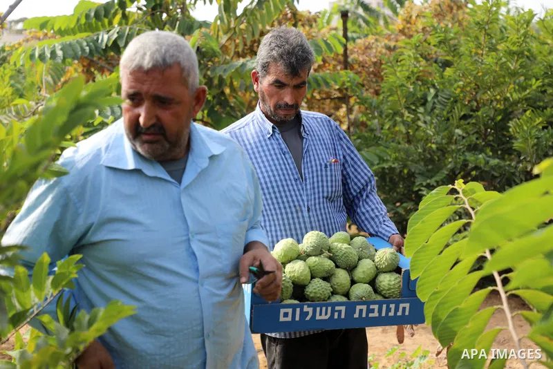 Palestinian farmer Ramadan Ishtawy, 56, picks custard-apple, or Sugar-apple (Annona squamosa) at his farm during harvest season in Gaza city on October 30, 2021. Annona squamosa is the most widely grown Annona spp., and...