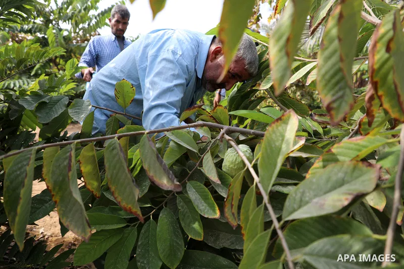 Palestinian farmer Ramadan Ishtawy, 56, picks custard-apple, or Sugar-apple (Annona squamosa) at his farm during harvest season in Gaza city on October 30, 2021. Annona squamosa is the most widely grown Annona spp., and...