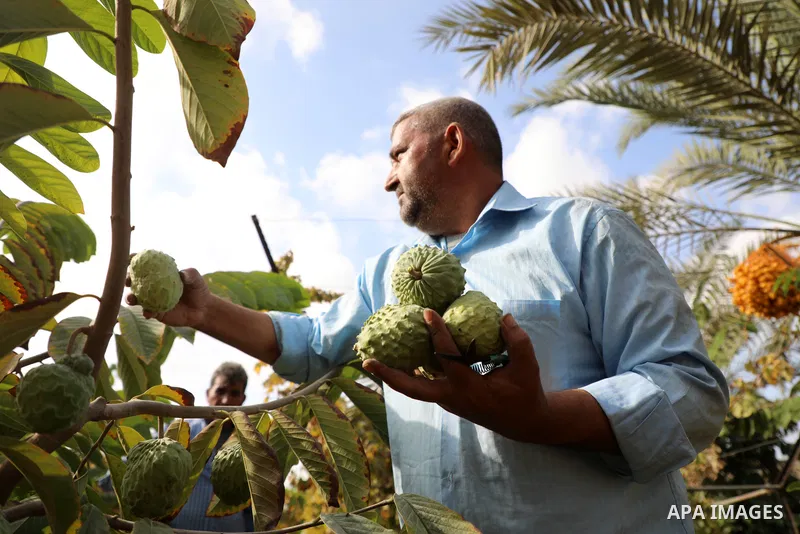 Palestinian farmer Ramadan Ishtawy, 56, picks custard-apple, or Sugar-apple (Annona squamosa) at his farm during harvest season in Gaza city on October 30, 2021. Annona squamosa is the most widely grown Annona spp., and...