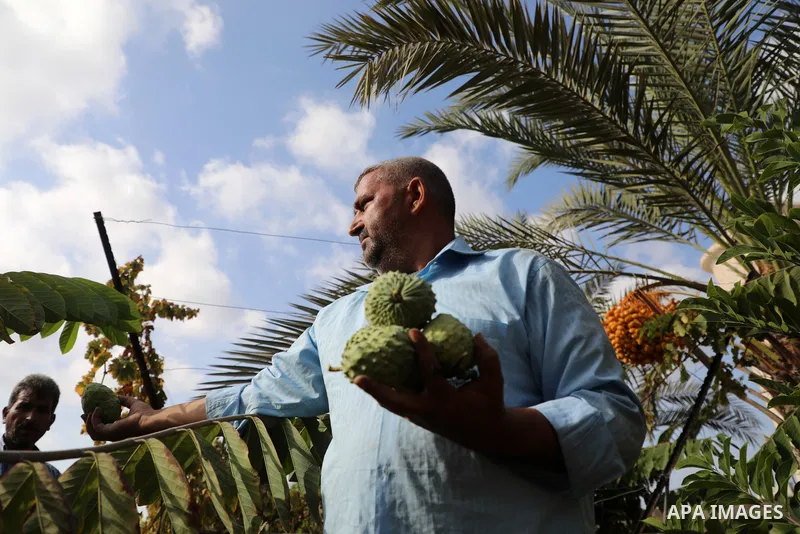 Palestinian farmer Ramadan Ishtawy, 56, picks custard-apple, or Sugar-apple (Annona squamosa) at his farm during harvest season in Gaza city on October 30, 2021. Annona squamosa is the most widely grown Annona spp., and...