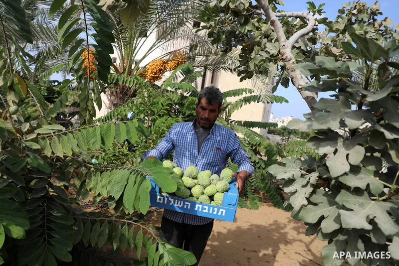 A Palestinian farmer picks custard-apple, or Sugar-apple (Annona squamosa) at his farm during harvest season in Gaza city on October 30, 2021. Annona squamosa is the most widely grown Annona spp., and this small tropical...