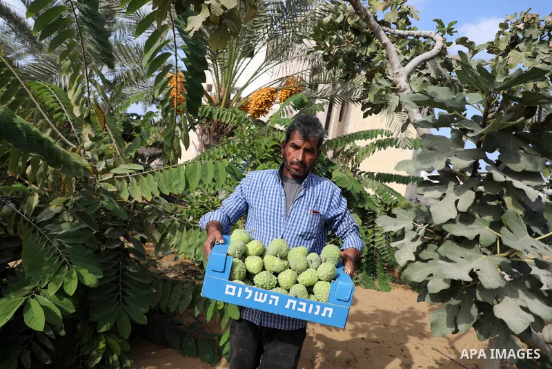 A Palestinian farmer picks custard-apple, or Sugar-apple (Annona squamosa) at his farm during harvest season in Gaza city on October 30, 2021. Annona squamosa is the most widely grown Annona spp., and this small tropical...