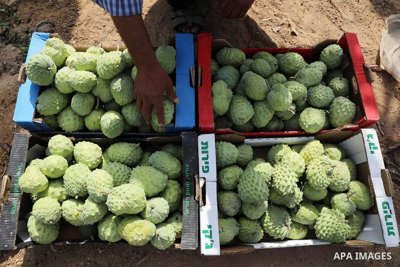 A Palestinian farmer picks custard-apple, or Sugar-apple (Annona squamosa) at his farm during harvest season in Gaza city on October 30, 2021. Annona squamosa is the most widely grown Annona spp., and this small tropical...