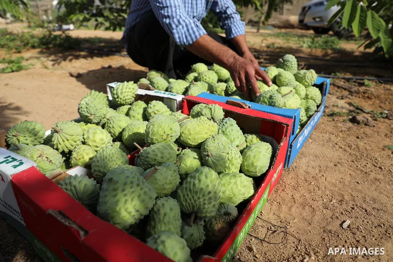 A Palestinian farmer picks custard-apple, or Sugar-apple (Annona squamosa) at his farm during harvest season in Gaza city on October 30, 2021. Annona squamosa is the most widely grown Annona spp., and this small tropical...