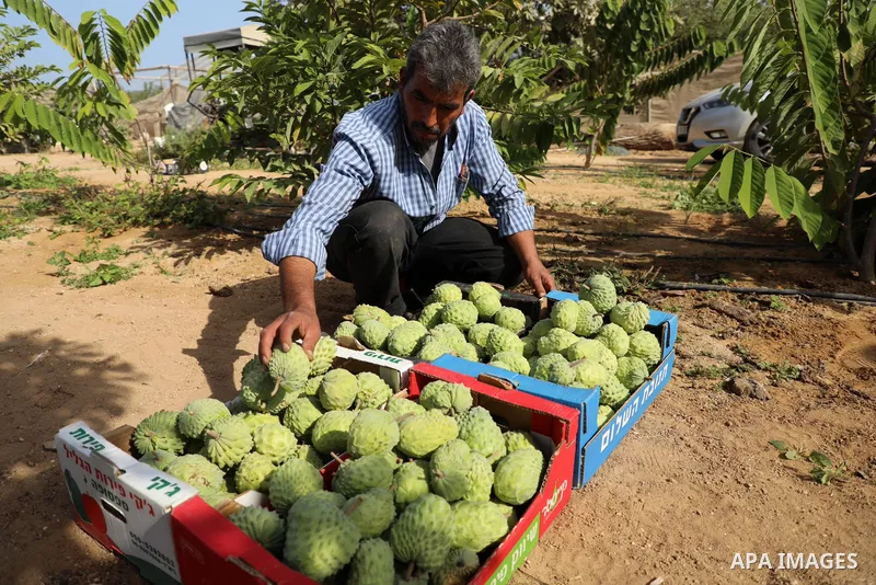 A Palestinian farmer picks custard-apple, or Sugar-apple (Annona squamosa) at his farm during harvest season in Gaza city on October 30, 2021. Annona squamosa is the most widely grown Annona spp., and this small tropical...