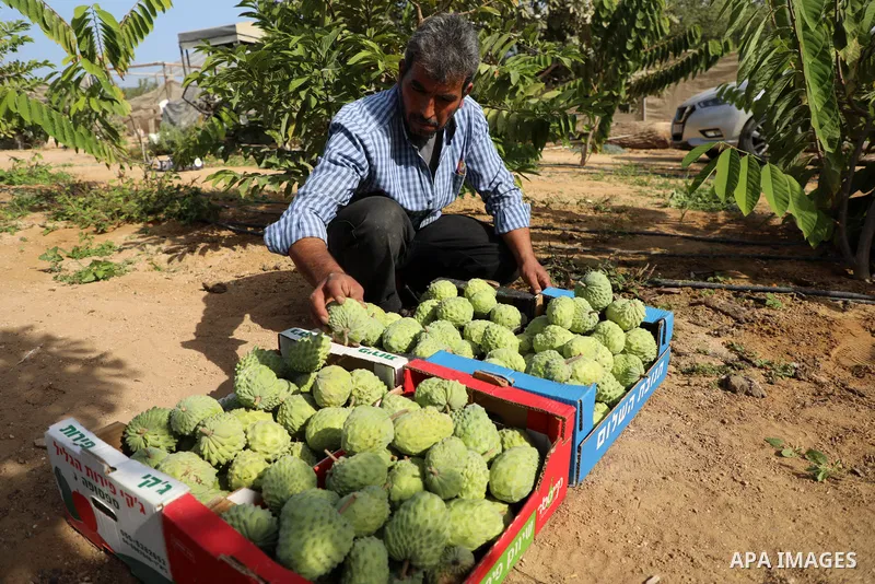 A Palestinian farmer picks custard-apple, or Sugar-apple (Annona squamosa) at his farm during harvest season in Gaza city on October 30, 2021. Annona squamosa is the most widely grown Annona spp., and this small tropical...