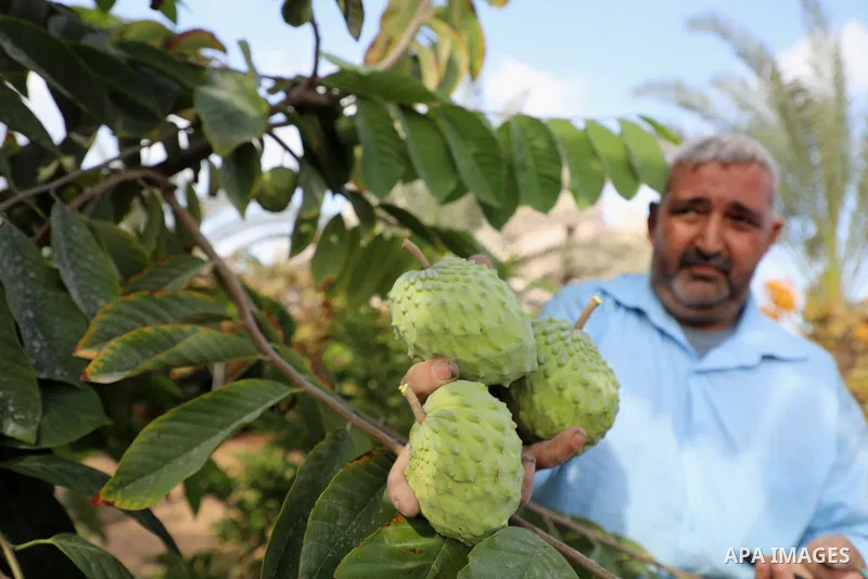 Palestinian farmer Ramadan Ishtawy, 56, picks custard-apple, or Sugar-apple (Annona squamosa) at his farm during harvest season in Gaza city on October 30, 2021. Annona squamosa is the most widely grown Annona spp., and...