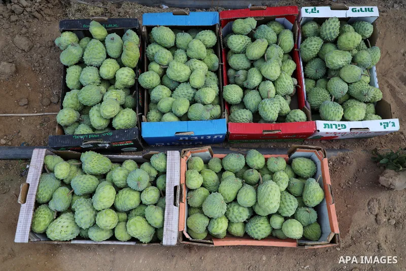 A picture shows custard-apple, or Sugar-apple (Annona squamosa) during harvest season in Gaza city on October 30, 2021. Annona squamosa is the most widely grown Annona spp., and this small tropical tree originated in the...