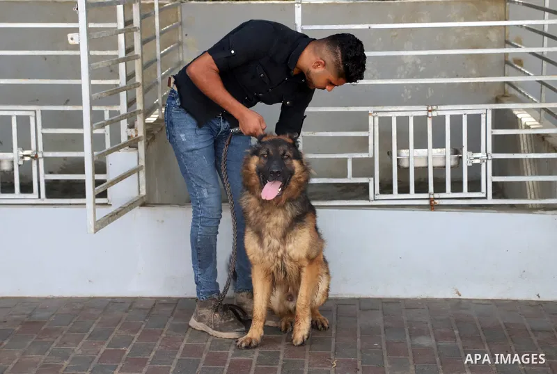 Palestinian man Wael Mohnaa, 35, reacts during dogs training, in Gaza city, on October 31, 2021. Palestinians have recently started training expensive dogs before selling them to security companies, guards and dog lovers...