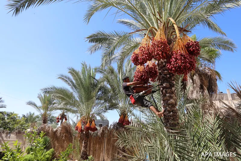 Palestinian farmers harvest dates from a palm tree during harvest season in Deir al-Balah in the central Gaza Strip on September 19, 2021. Photo by Ashraf Amra