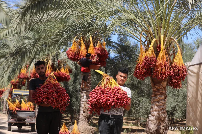Palestinian farmers harvest dates from a palm tree during harvest season in Deir al-Balah in the central Gaza Strip on September 19, 2021. Photo by Ashraf Amra