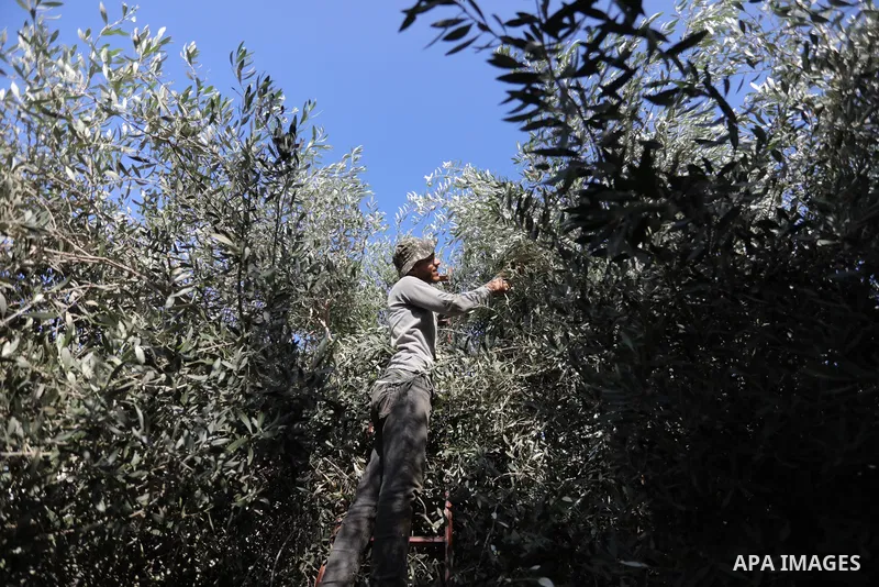 Palestinians pick up olives during a harvest season, in Khan Younis in the southern of Gaza strip, on September 23, 2021. The 2021 olive harvest season, was an exceptionally poor one in terms of oil yield. Photo by Ashra...