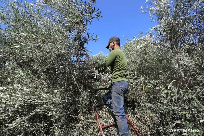 Palestinians pick up olives during a harvest season, in Khan Younis in the southern of Gaza strip, on September 23, 2021. The 2021 olive harvest season, was an exceptionally poor one in terms of oil yield. Photo by Ashra...