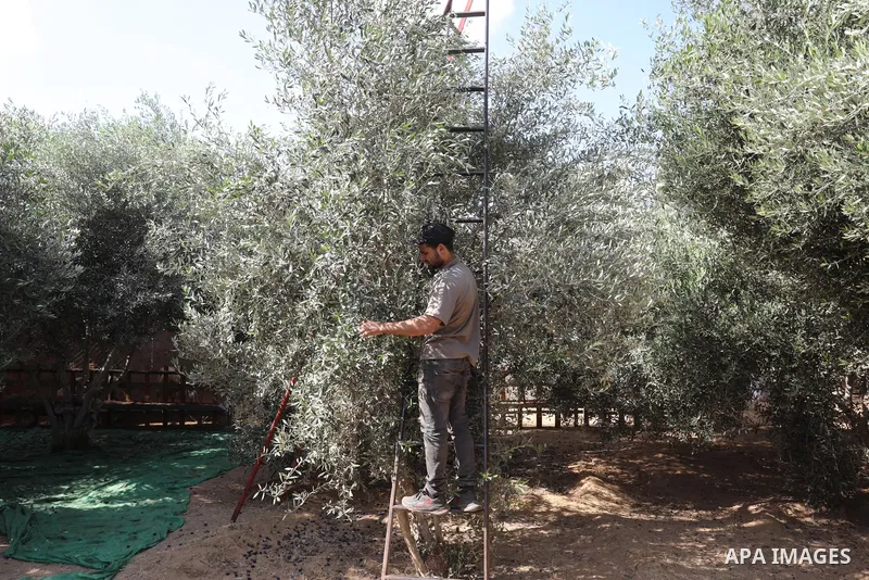 Palestinians pick up olives during a harvest season, in Khan Younis in the southern of Gaza strip, on September 23, 2021. The 2021 olive harvest season, was an exceptionally poor one in terms of oil yield. Photo by Ashra...