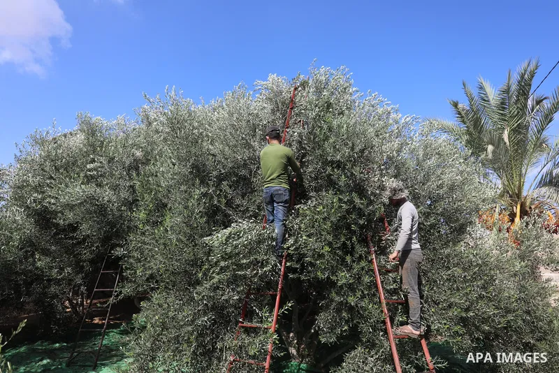 Palestinians pick up olives during a harvest season, in Khan Younis in the southern of Gaza strip, on September 23, 2021. The 2021 olive harvest season, was an exceptionally poor one in terms of oil yield. Photo by Ashra...