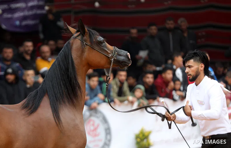 A Palestinian horse trainer parades his Arabian horse during a beauty contest for Arabian purebred horses in the city of Hebron in the West Bank on September 24, 2021. Photo by Mamoun Wazwaz