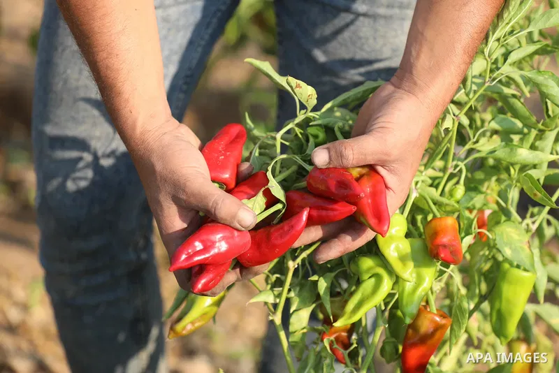 Palestinian men collect red peppers during harvest season in Gaza city, on August 01, 2021. Palestinian farmer told that the output of the harvest of red peppers this year is lower than forecast. The prices at which the...